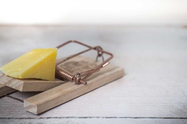 Derattizzazione - Provenza Spurghi