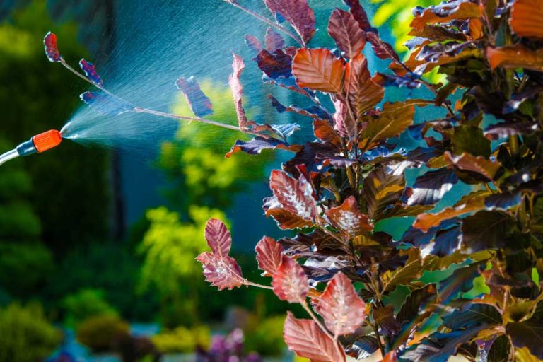 Disinfestazione - Provenza Spurghi