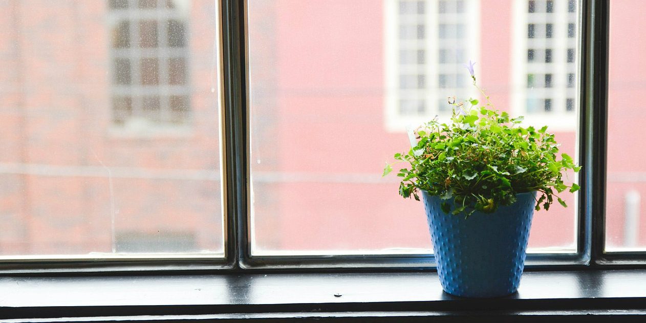 prolirefazione di zanzare prolirefazione di zanzare