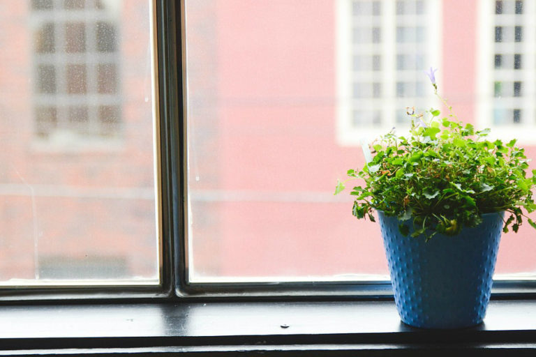 prolirefazione di zanzare