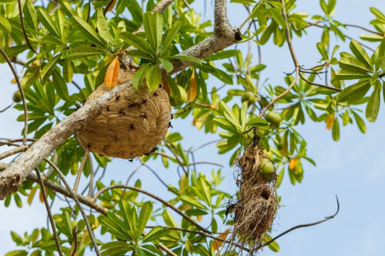 rimozione nidi di vespe
