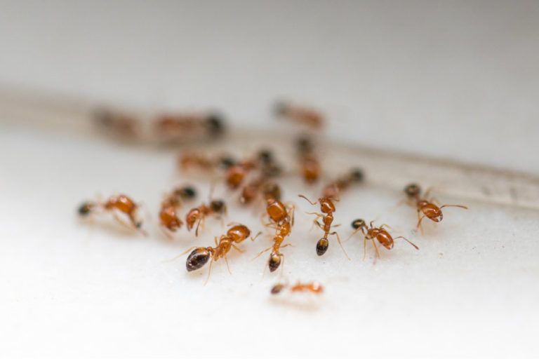 infestazioni di formiche