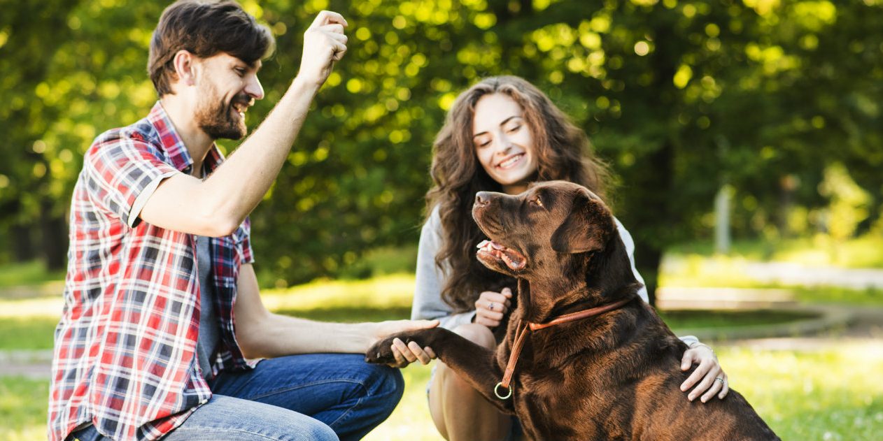 zecche zecche animali domestici