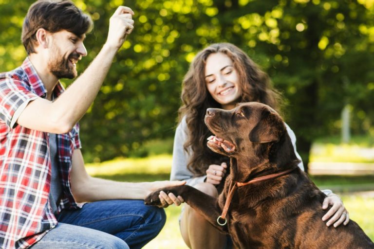 zecche animali domestici