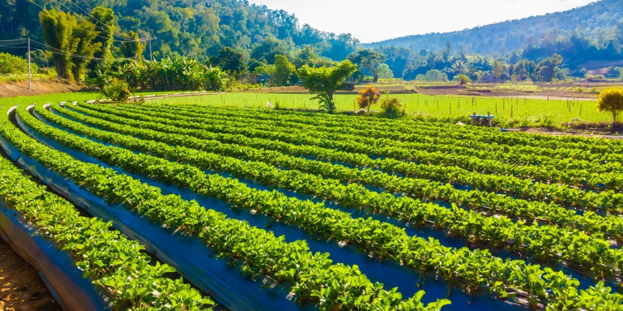 infestazioni terreni agricoli
