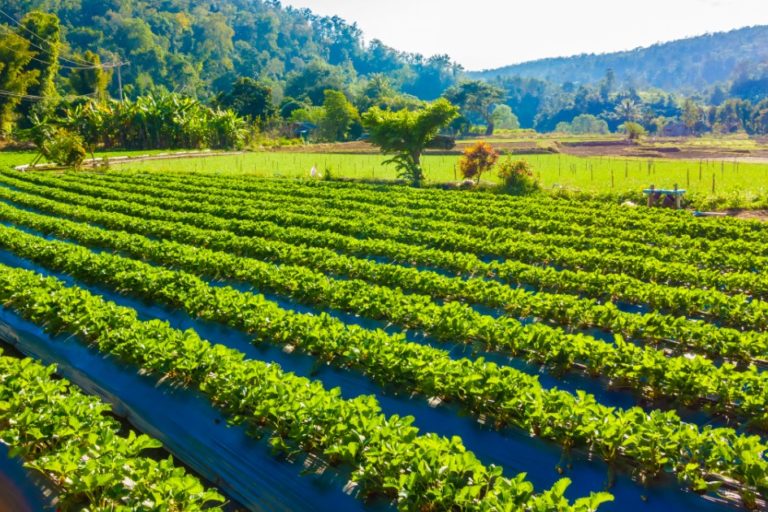 infestazioni terreni agricoli