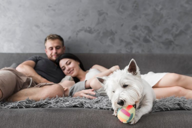 pulci in casa pulci in casa